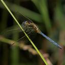 Image of Aethiothemis bequaerti imported from iNaturalist.