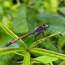 Image of Dasythemis essequiba imported from iNaturalist.