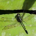 Image of Diplacina phoebe imported from iNaturalist.