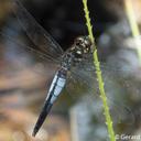 Image of Lyriothemis mortoni imported from iNaturalist.