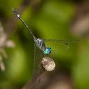 Image of Micrathyria dictynna imported from iNaturalist.