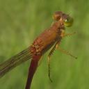 Image of Ceriagrion suave imported from iNaturalist.