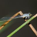 Image of Pseudagrion salisburyense imported from iNaturalist.