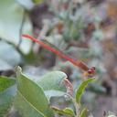 Image of Ceriagrion kordofanicum imported from iNaturalist.