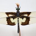 Image of Chlorogomphus papilio imported from iNaturalist.