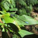 Image of Antiagrion antigone imported from iNaturalist.