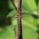 Image of Gomphomacromia nodisticta imported from iNaturalist.