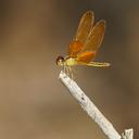 Image of Perithemis electra imported from iNaturalist.