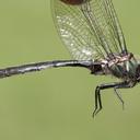 Image of Somatochlora brevicincta imported from iNaturalist.