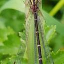 Image of Xanthocnemis tuanuii imported from iNaturalist.