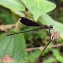 Image of Chalcopteryx seabrai imported from iNaturalist.