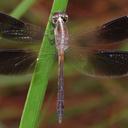 Image of Ypirangathemis calverti imported from iNaturalist.