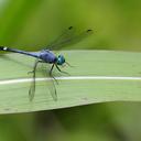 Image of Micrathyria stawiarskii imported from iNaturalist.