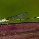 Image of Leptagrion capixabae imported from iNaturalist.