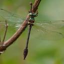 Image of Neocordulia carlochagasi imported from iNaturalist.