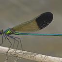 Image of Calopteryx aequabilis imported from iNaturalist.