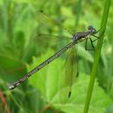 Image of Lestes eurinus imported from iNaturalist.