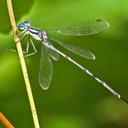 Image of Lestes rectangularis imported from iNaturalist.