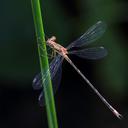 Image of Lestes undulatus imported from iNaturalist.