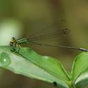 Image of Pseudagrion gigas imported from iNaturalist.