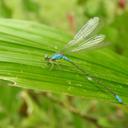 Image of Pseudagrion glaucoideum imported from iNaturalist.