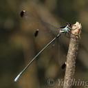 Image of Rhipidolestes truncatidens imported from iNaturalist.