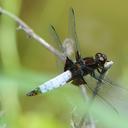 Image of Libellula melli imported from iNaturalist.