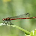 Image of Pyrrhosoma elisabethae imported from iNaturalist.