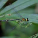 Image of Protolestes kerckhoffae imported from iNaturalist.