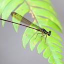 Image of Protolestes leonorae imported from iNaturalist.