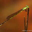 Image of Ceriagrion nigrolineatum imported from iNaturalist.