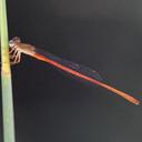 Image of Ceriagrion oblongulum imported from iNaturalist.