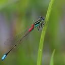 Image of Ischnura filosa imported from iNaturalist.