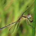 Image of Orthetrum hintzi imported from iNaturalist.