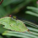 Image of Pseudagrion dispar imported from iNaturalist.