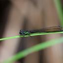 Image of Pseudagrion hamulus imported from iNaturalist.