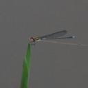 Image of Pseudagrion lucidum imported from iNaturalist.