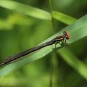 Image of Pseudagrion malgassicum imported from iNaturalist.