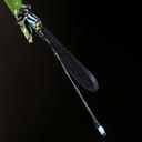 Image of Pseudagrion merina imported from iNaturalist.