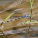 Image of Pseudagrion seyrigi imported from iNaturalist.