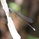 Image of Pseudagrion simile imported from iNaturalist.