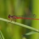 Image of Ceriagrion georgifreyi imported from iNaturalist.