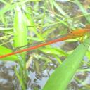 Image of Ceriagrion malaisei imported from iNaturalist.