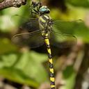 Image of Cordulegaster insignis imported from iNaturalist.