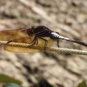 Image of Hadrothemis vrijdaghi imported from iNaturalist.