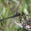 Image of Cordulia shurtleffii imported from iNaturalist.