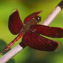 Image of Neurothemis taiwanensis imported from iNaturalist.