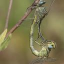 Image of Gomphus lucasii imported from iNaturalist.