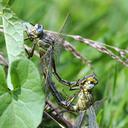 Image of Gomphus pulchellus imported from iNaturalist.