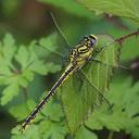 Image of Gomphus simillimus imported from iNaturalist.